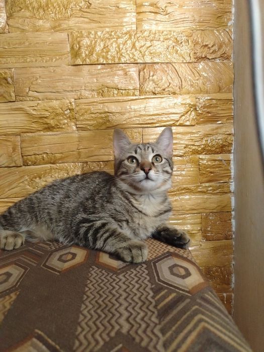 Котята ласковые и домашние