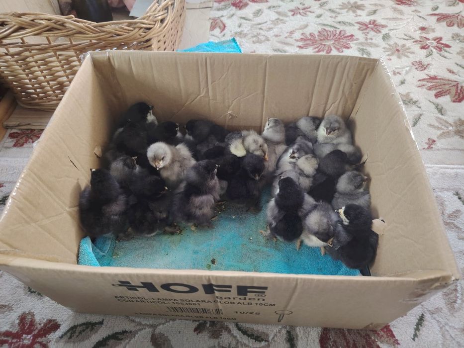 Ouă și pui de brahma de la păsările din poze