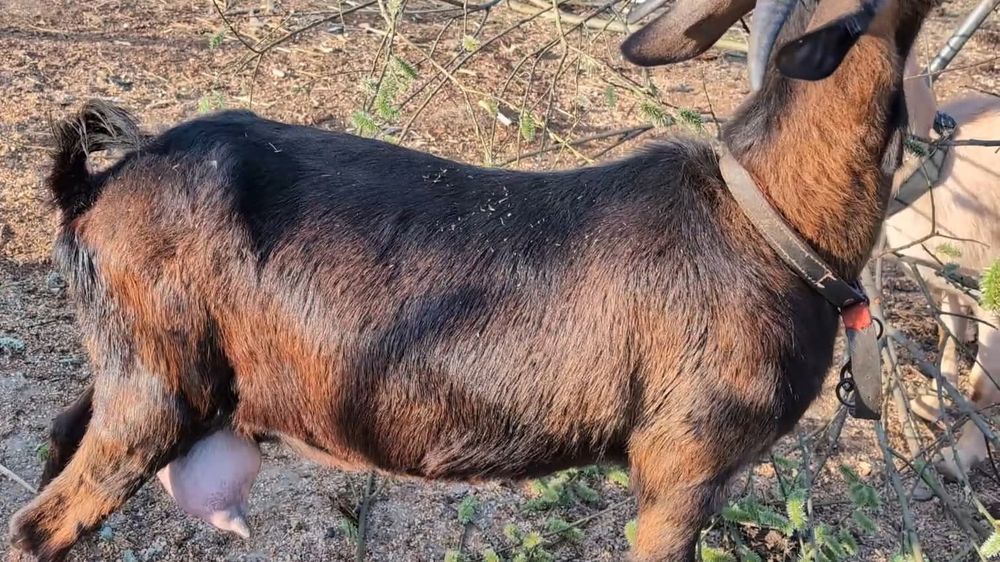 Capră Alpina x Anglo 4L de lapte  pe zi