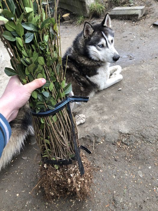 Gard Viu / lemn Cainesc