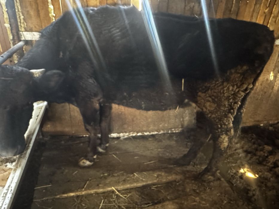 Продам трех коров срочно