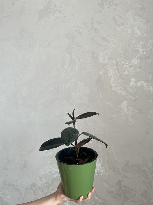 Уй гулдери сатылады