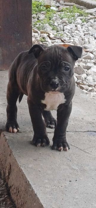 Малки бебета питбул