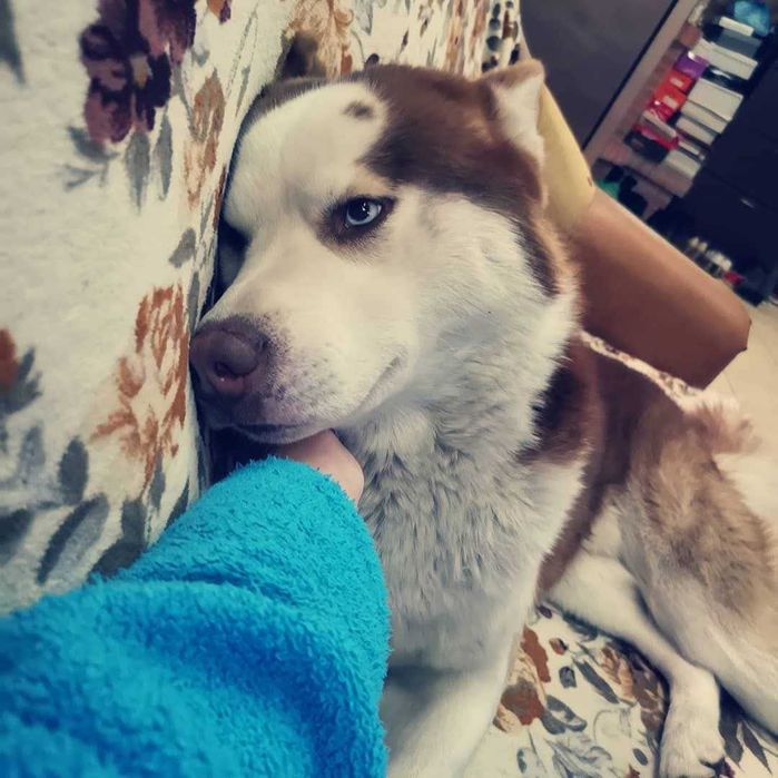 Donez câine husky mascul