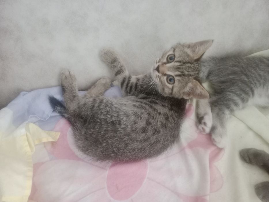 Британские короткошерстные