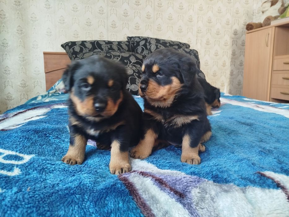 Продаются щенки ротвейлеровв