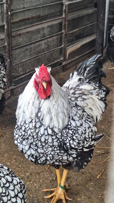 Oua pentru incubat si pui de o zi din rasele Wyandotte, Marans