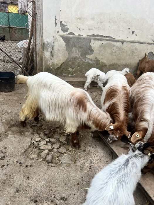 Tap noatin /de carne sau monta