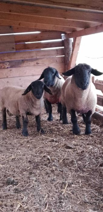 Berbeci, berbecuti suffolk!