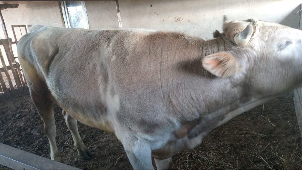 Продам бык 2.5 годовалый