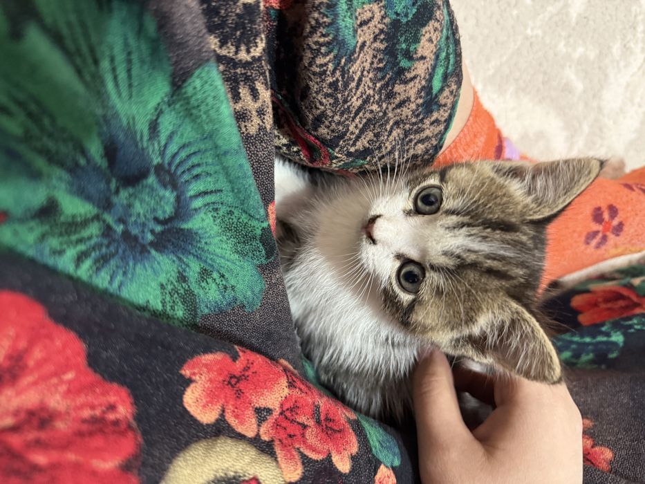 Котенки, 2 мальчика и 2 девочки