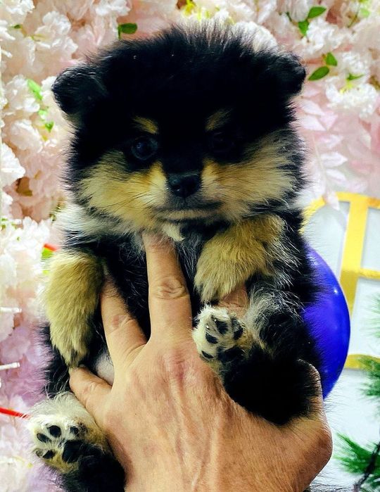 Померанский шпиц мини мишка