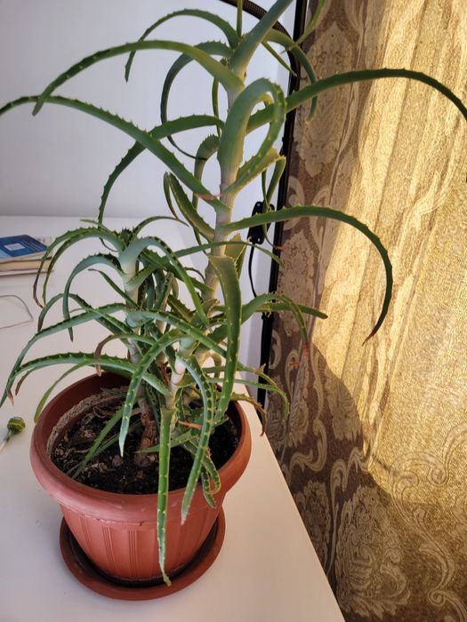 Каланхое комнатные цветы