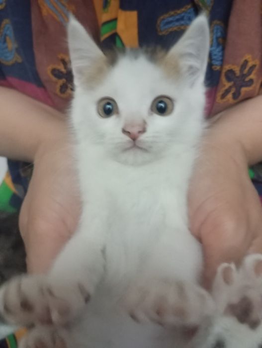 Котёнок в хорошие руки