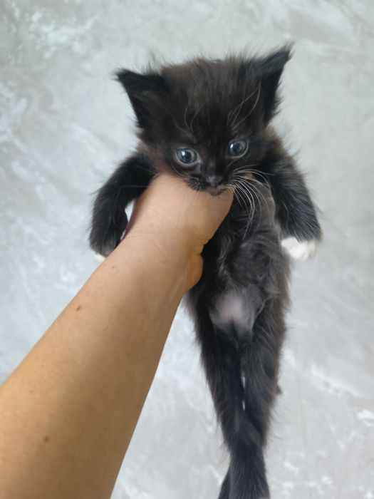 Котята, 1 месяц, ручные и ласковые