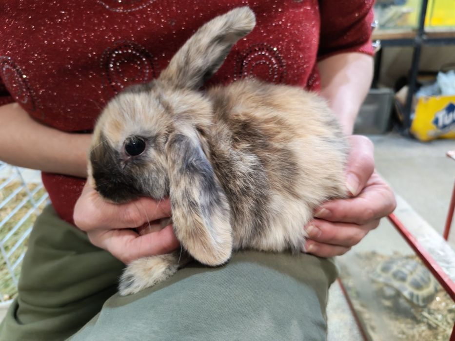 Кролик декоративный