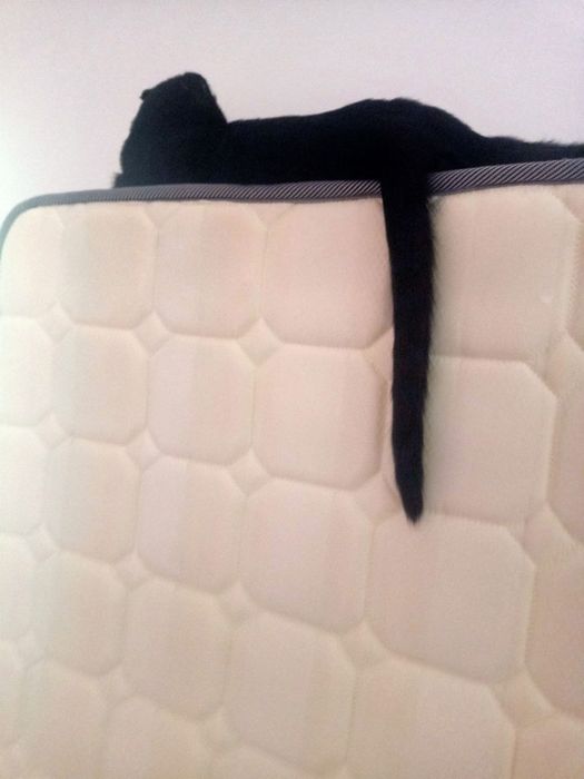 Отдаем кота шотландской породы