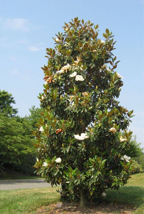 Magnoliya katta.