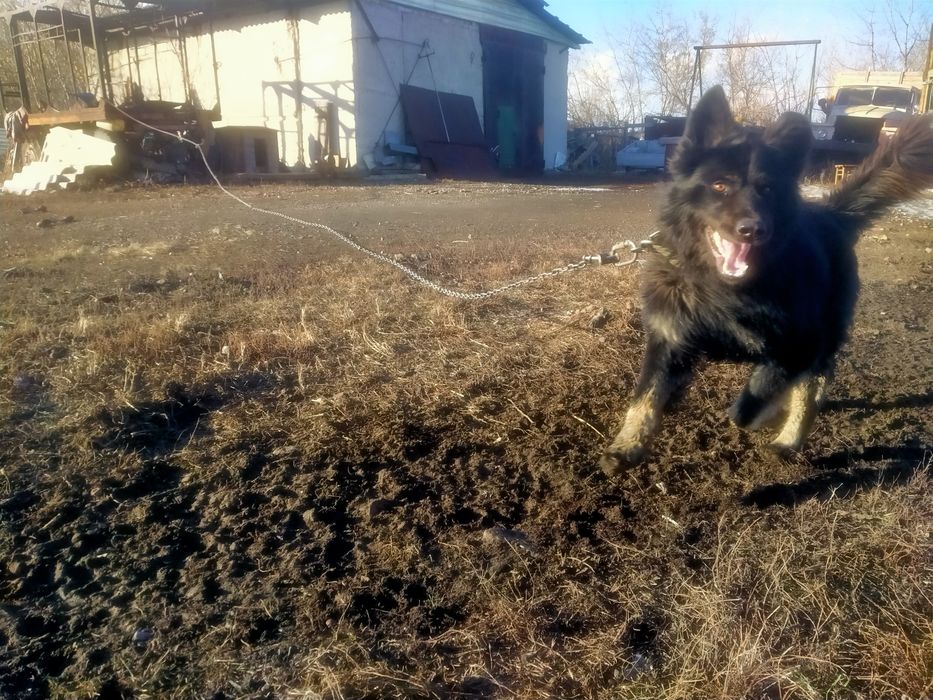 Немецкая овчарка случка