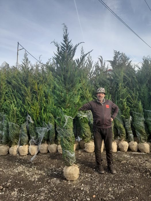 Puiet frasan , tei,fag,carpen, artar,salcam,