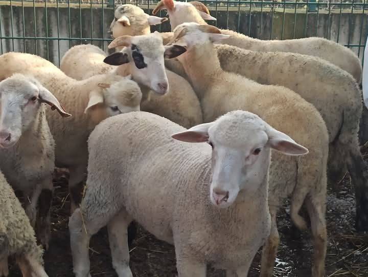 Продавам  агнета