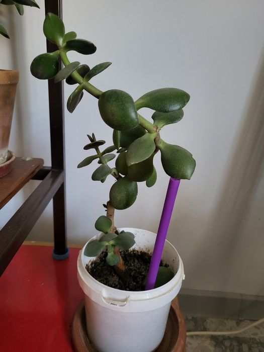 Комнатные цветы 2500 т и выше.