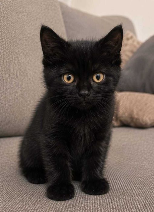 котята беспелатно