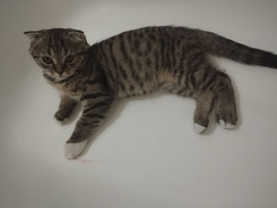 Вислоухая кошка.