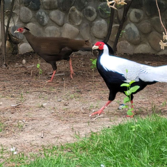 Продаютьс фазаны серебряные