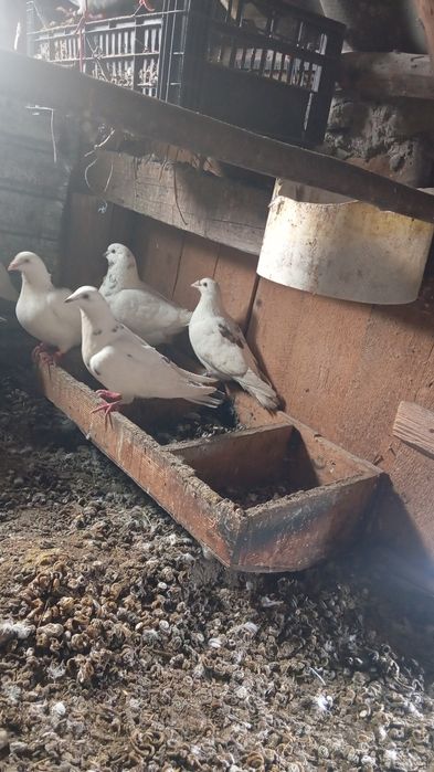 Dau la schimb turturele, porumbei  pe 1-2 femele cap de leu