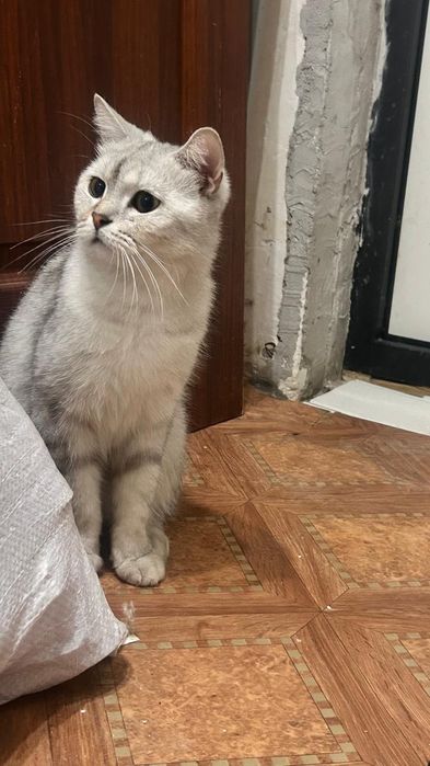 Чистокровныи Британец  12000