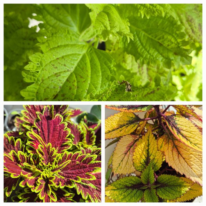 Цветы комнатные и садовые