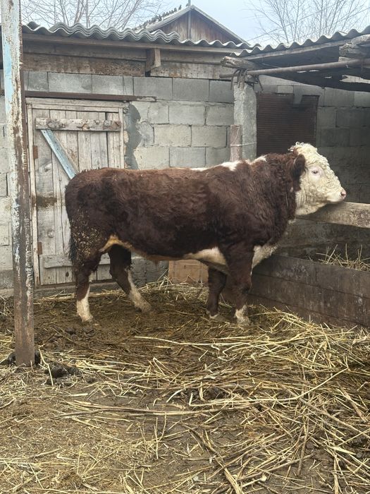 Продам бычка породестый