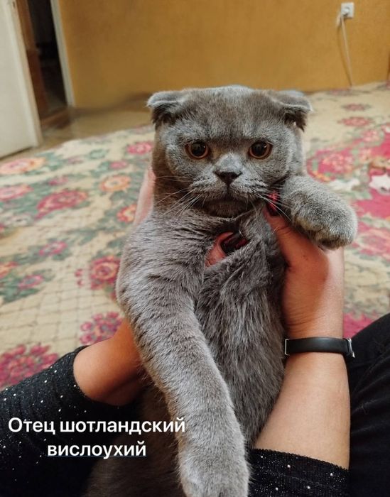 Продаются котята