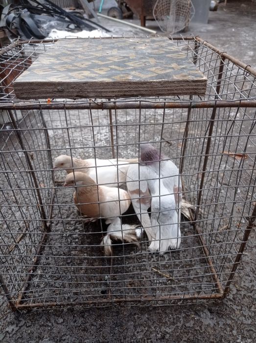 Голуби Голубки самки