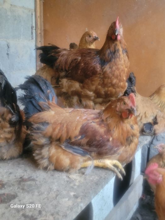 Кученский юбилейный