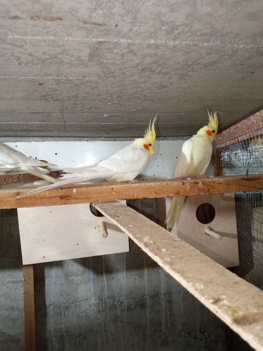 Папугай и другие