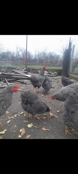 Vand gaini Chabo si Plymouth