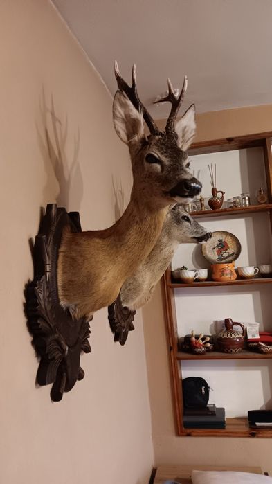 Препарирани сръндак 2бр.