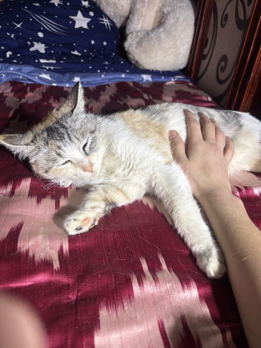 Отдам кошку в добрые и надежные руки