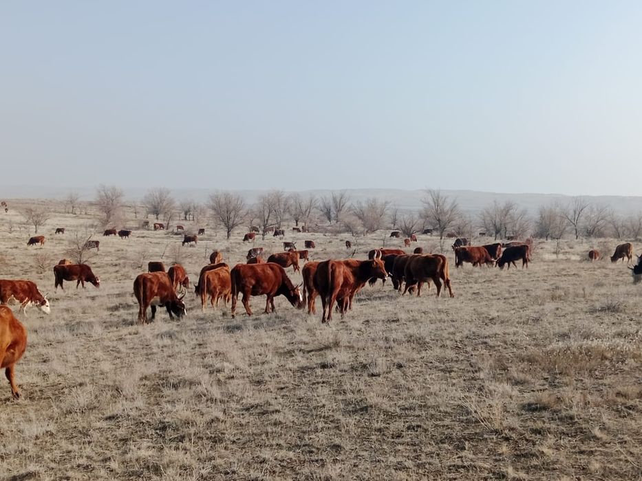 Продажа телок,коров