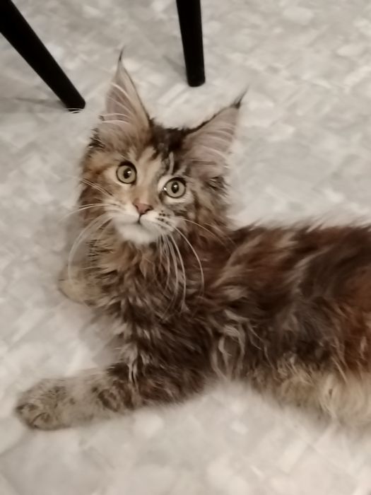 Мейн-куны котята