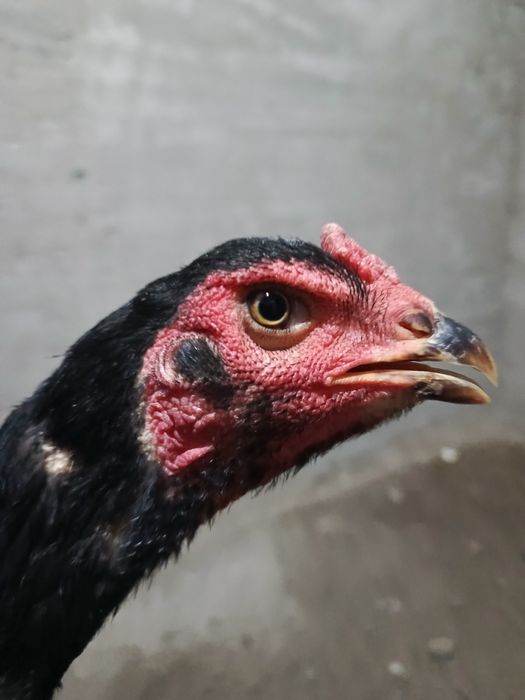 Nemis mokiyon sotiladi 4 kilo