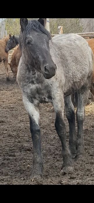 Лошади,  Кобылка