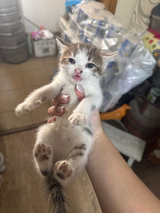 Отдам в хорошие руки котят
