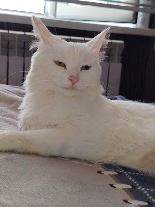 Mushuk sotiladi Turetskiy angora
