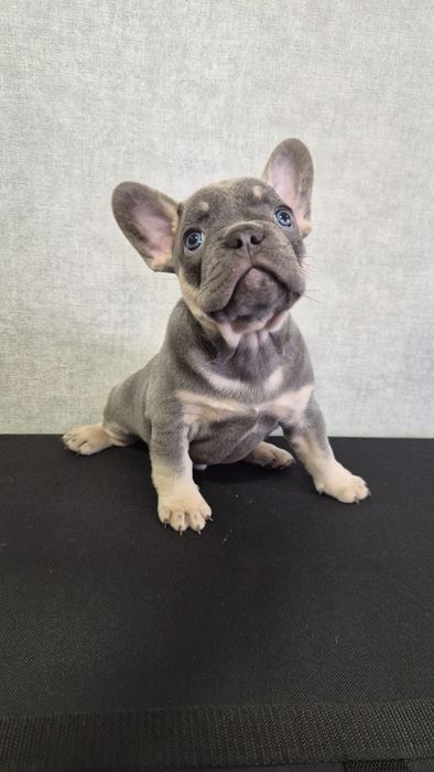 Продам французский бульдог