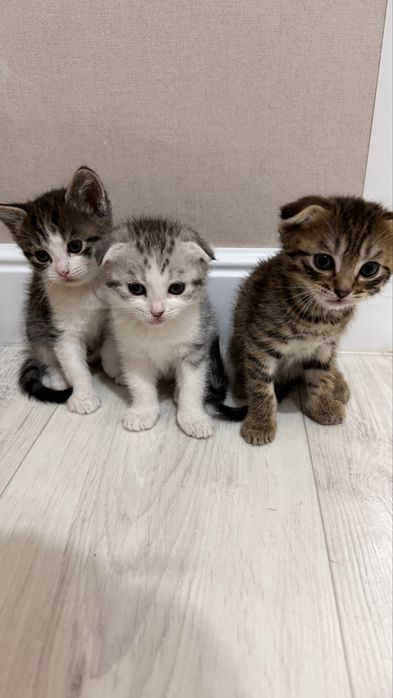 Продаются котята