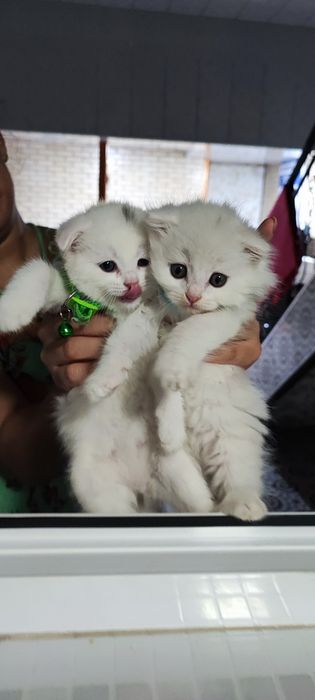 Mushuk bolalari parodali