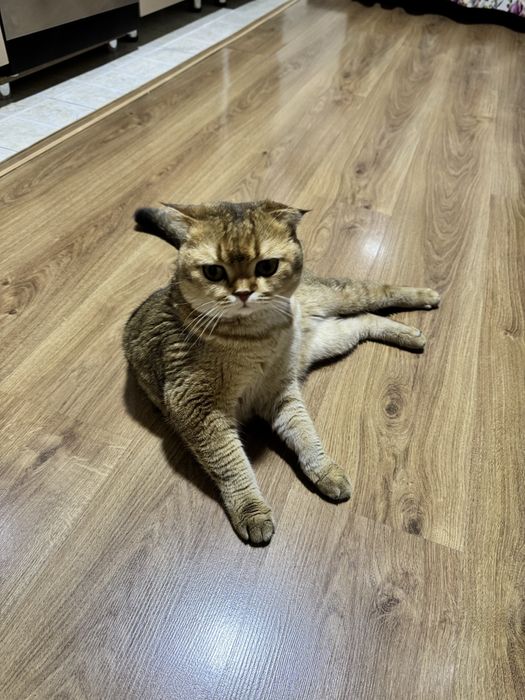 Кот 2 года золотая шиншила